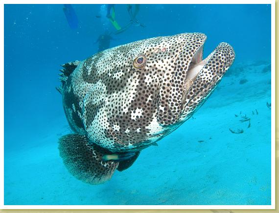 220-Flowery Cod (Epinephelus fuscoguttatas)